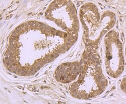 Thermo Scientific PFAS Polyclonal Antibody:Antibodies, Polyclonal