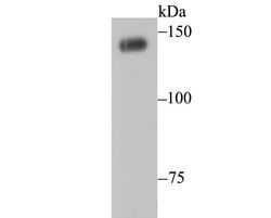 Thermo Scientific PFAS Polyclonal Antibody:Antibodies, Polyclonal