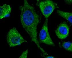 Thermo Scientific DOCK4 Polyclonal Antibody:Antibodies, Polyclonal