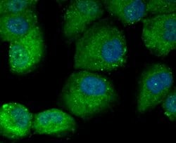 Thermo Scientific DOCK4 Polyclonal Antibody:Antibodies, Polyclonal