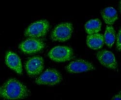 Thermo Scientific DOCK4 Polyclonal Antibody:Antibodies, Polyclonal