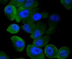 Invitrogen LC3A/LC3B Polyclonal Antibody 100 &mu;L; Unconjugated:Antibodies,