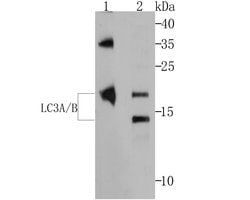 Invitrogen LC3A/LC3B Polyclonal Antibody 100 &mu;L; Unconjugated:Antibodies,