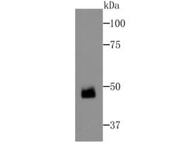 Invitrogen ZNF312 Polyclonal Antibody 100 &mu;L; Unconjugated:Antibodies,