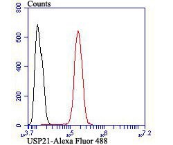 Thermo Scientific USP21 Polyclonal Antibody:Antibodies, Polyclonal