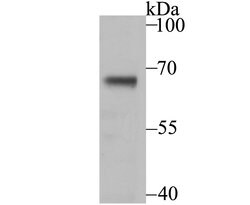 Thermo Scientific USP21 Polyclonal Antibody:Antibodies, Polyclonal