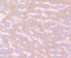 Invitrogen Noggin Polyclonal Antibody 100 &mu;L; Unconjugated:Antibodies,