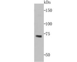 Invitrogen Hemagglutinin-Neuraminidase Polyclonal Antibody 100 &mu;L; Unconjugated:Antibodies,