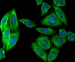 Invitrogen PTP1B Polyclonal Antibody 100 &mu;L; Unconjugated:Antibodies,