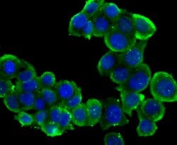 Invitrogen PTP1B Polyclonal Antibody 100 &mu;L; Unconjugated:Antibodies,