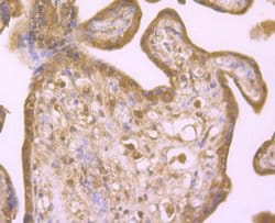 Invitrogen PTP1B Polyclonal Antibody 100 &mu;L; Unconjugated:Antibodies,