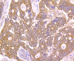 Invitrogen PTP1B Polyclonal Antibody 100 &mu;L; Unconjugated:Antibodies,