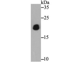 Invitrogen PTP1B Polyclonal Antibody 100 &mu;L; Unconjugated:Antibodies,