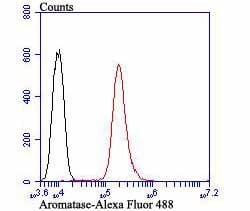 Invitrogen Aromatase Polyclonal Antibody 100 &mu;L; Unconjugated:Antibodies,