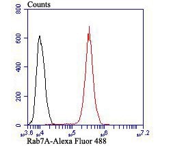 Invitrogen RAB7A Polyclonal Antibody 100 &mu;L; Unconjugated:Antibodies,