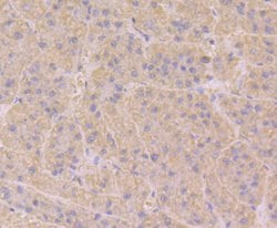 Invitrogen RAB7A Polyclonal Antibody 100 &mu;L; Unconjugated:Antibodies,