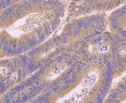 Invitrogen RAB7A Polyclonal Antibody 100 &mu;L; Unconjugated:Antibodies,