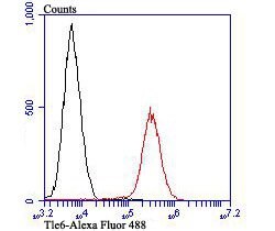 Invitrogen TLE6 Polyclonal Antibody 100 &mu;L; Unconjugated:Antibodies,