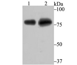 Invitrogen TLE6 Polyclonal Antibody 100 &mu;L; Unconjugated:Antibodies,