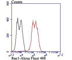 Thermo Scientific RAE1 Polyclonal Antibody:Antibodies, Polyclonal