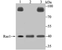 Thermo Scientific RAE1 Polyclonal Antibody:Antibodies, Polyclonal