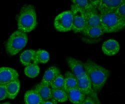 Invitrogen BNIP1 Polyclonal Antibody 100 &mu;L; Unconjugated:Antibodies,