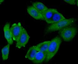 Invitrogen BNIP1 Polyclonal Antibody 100 &mu;L; Unconjugated:Antibodies,