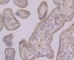 Invitrogen BNIP1 Polyclonal Antibody 100 &mu;L; Unconjugated:Antibodies,