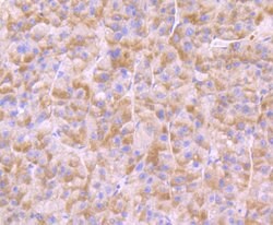 Invitrogen BNIP1 Polyclonal Antibody 100 &mu;L; Unconjugated:Antibodies,