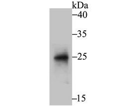 Invitrogen BNIP1 Polyclonal Antibody 100 &mu;L; Unconjugated:Antibodies,