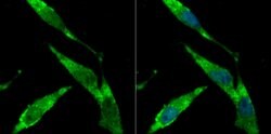 Thermo Scientific BHLHB9 Polyclonal Antibody:Antibodies, Polyclonal