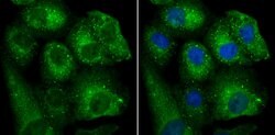 Thermo Scientific BHLHB9 Polyclonal Antibody:Antibodies, Polyclonal