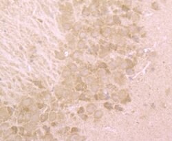 Thermo Scientific BHLHB9 Polyclonal Antibody:Antibodies, Polyclonal