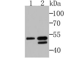 Thermo Scientific BHLHB9 Polyclonal Antibody:Antibodies, Polyclonal