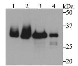 Thermo Scientific Fibrillarin Polyclonal Antibody:Antibodies, Polyclonal