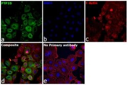 Invitrogen PTP1B Polyclonal Antibody 100 &mu;L; Unconjugated:Antibodies,