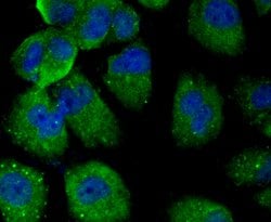 Invitrogen PTP1B Polyclonal Antibody 100 &mu;L; Unconjugated:Antibodies,
