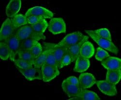 Invitrogen PTP1B Polyclonal Antibody 100 &mu;L; Unconjugated:Antibodies,