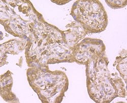 Invitrogen PTP1B Polyclonal Antibody 100 &mu;L; Unconjugated:Antibodies,
