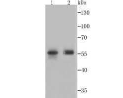 Invitrogen PTP1B Polyclonal Antibody 100 &mu;L; Unconjugated:Antibodies,