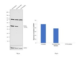 Invitrogen PTP1B Polyclonal Antibody 100 &mu;L; Unconjugated:Antibodies,