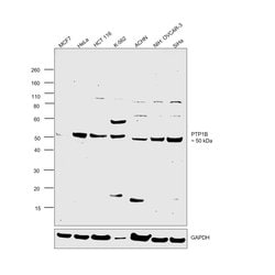 Invitrogen PTP1B Polyclonal Antibody 100 &mu;L; Unconjugated:Antibodies,