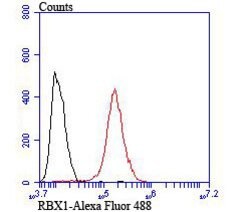Invitrogen ROC1 Polyclonal Antibody 100 μL; Unconjugated:Antibodies,