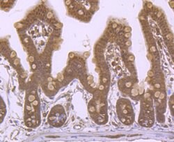 Invitrogen ROC1 Polyclonal Antibody 100 μL; Unconjugated:Antibodies,