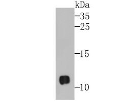 Invitrogen ROC1 Polyclonal Antibody 100 μL; Unconjugated:Antibodies,