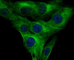 Thermo Scientific KV4.3 (KCND3) Polyclonal Antibody:Antibodies, Polyclonal