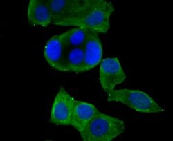 Thermo Scientific KV4.3 (KCND3) Polyclonal Antibody:Antibodies, Polyclonal