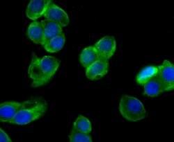 Thermo Scientific KV4.3 (KCND3) Polyclonal Antibody:Antibodies, Polyclonal