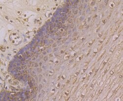 Thermo Scientific KV4.3 (KCND3) Polyclonal Antibody:Antibodies, Polyclonal