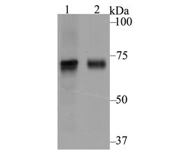 Thermo Scientific KV4.3 (KCND3) Polyclonal Antibody:Antibodies, Polyclonal